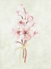 Cherry Blossom II Art Print