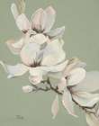 Magnolias on Sage Art Print