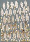 Natures Leaf Tapestry Art Print