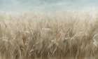 Whispers In The Wind