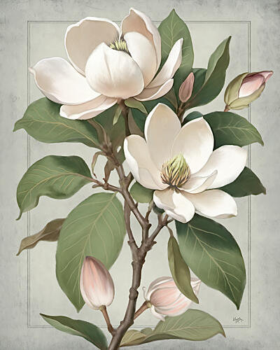 Magnolias II Art Print