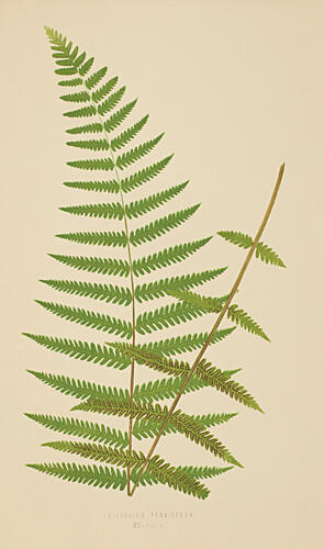 Vintage Fern I Art Print