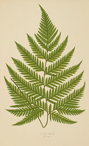 Vintage Fern II Art Print