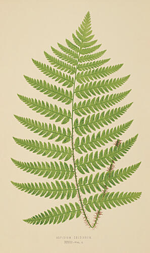 Vintage Fern III Art Print