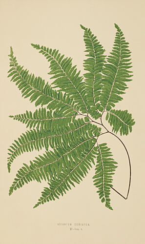 Vintage Fern IV Art Print