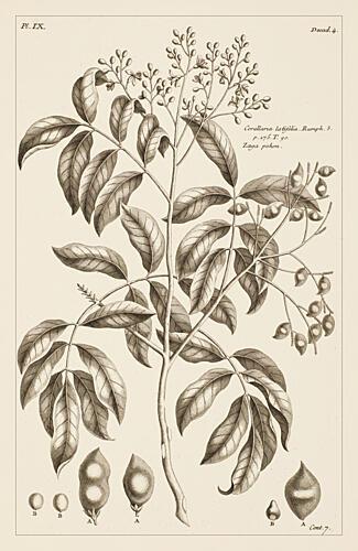 Nostalgic Botanical Leaves II Art Print