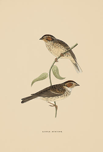 Two Little Buntings Art Print