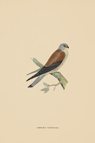 One Lesser Kestrel Art Print