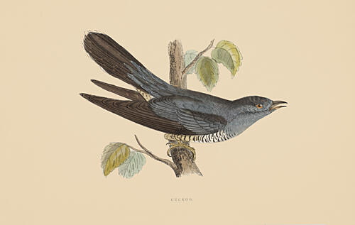 One Cuckoo Bird Art Print