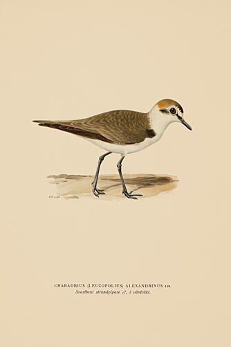 Sandpiper I Art Print