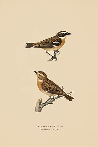 Two Little Whinchat Birds Art Print