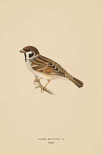 One Little Sparrow Art Print