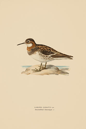 Sandpiper II