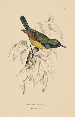 One Little Sunbird Art Print