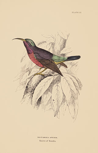 One Red Throated Sunbird Art Print