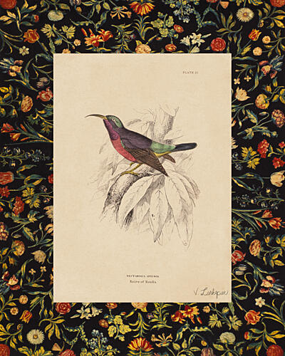 Red Throated Sunbird with Border Art Print