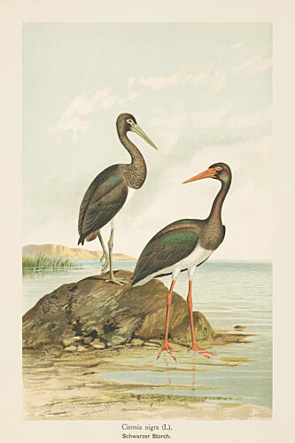 Two Black Storks Art Print