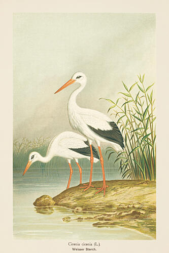 Two White Storks Art Print