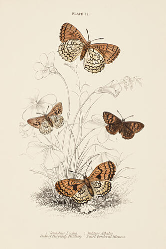 Mariposas III Art Print