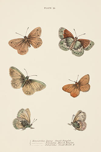 Mariposa Study Art Print