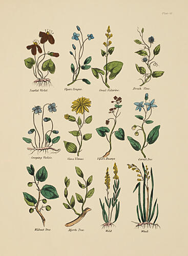 Botanical Study III Art Print by V. Larkspar