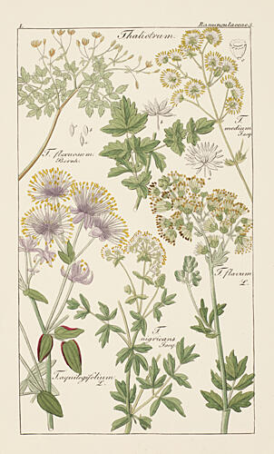 Botanical Latin Study I Art Print by V. Larkspar