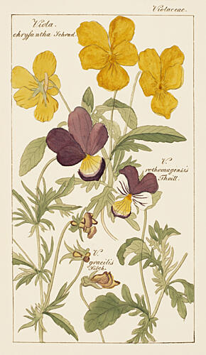 Botanical Latin Study II Art Print by V. Larkspar