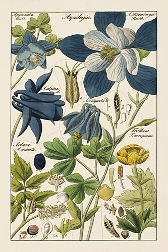 Botanical Latin Study III Art Print by V. Larkspar