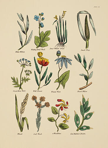 Botanical Study I Art Print by V. Larkspar