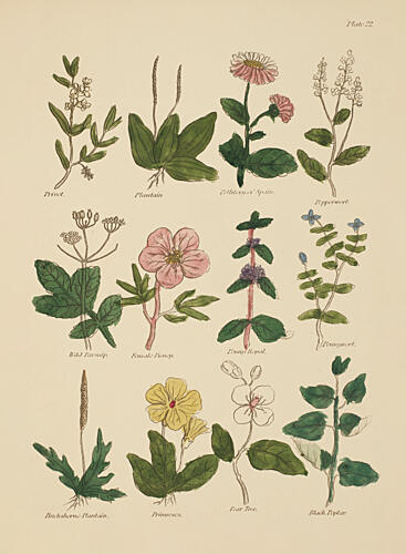Botanical Study IV Art Print by V. Larkspar