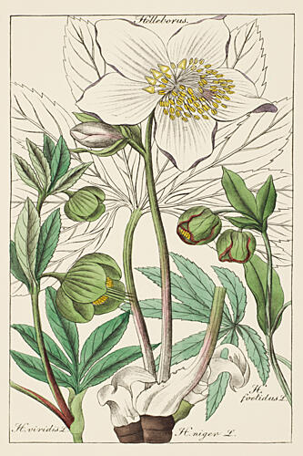 Botanical Latin Study IV Art Print by V. Larkspar