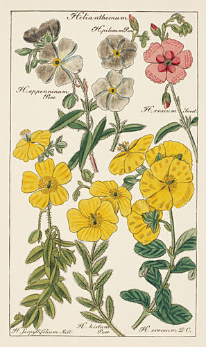 Botanical Latin Study V Art Print by V. Larkspar