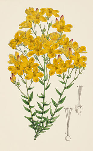 Pretty in Yellow Art Print
