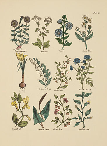 Botanical Study II Art Print by V. Larkspar