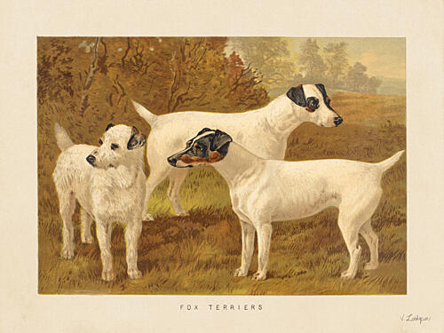 Three Fox Terriers Art Print