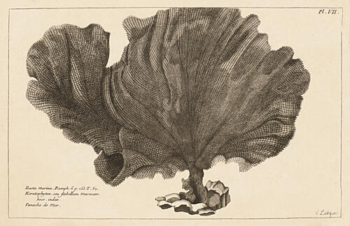 Sea Fan I Art Print