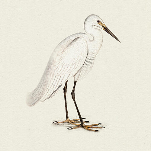 The Quiet Observer Art Print