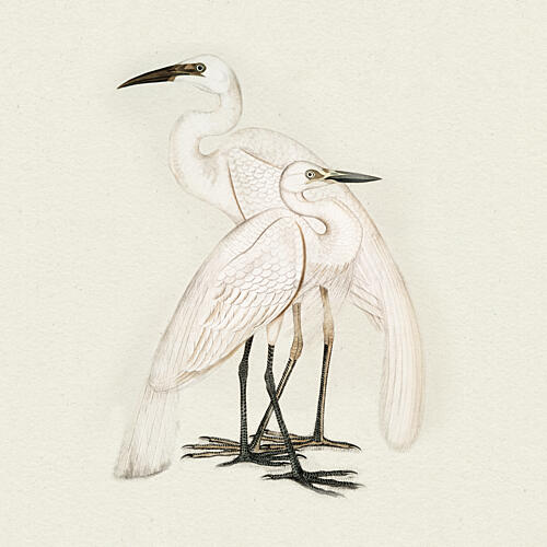 Two Quiet Observers Art Print