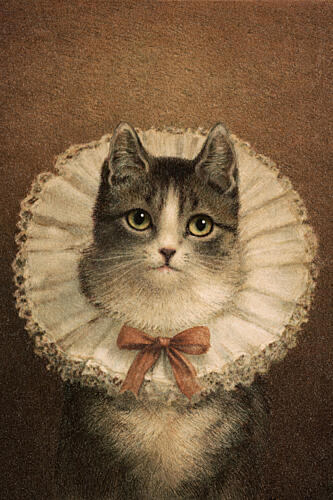 Royal Cat