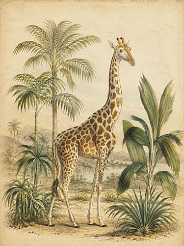 Vintage Giraffe Art Print
