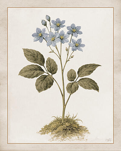 Chelsea Flower II Art Print
