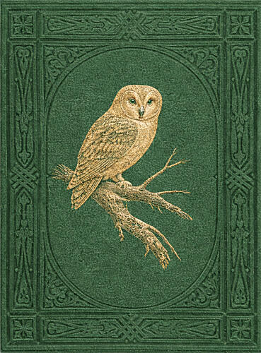 Vintage Owl Art Print