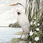 Magestic Great Blue Heron Art Print