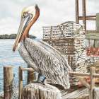 Majestic Pelican Art Print