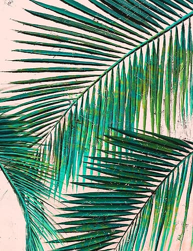 Palmas in Pink II Tropical Print