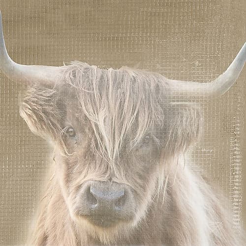 Soulful Bull Ethnic Print