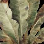 Uraba Palm on Black II Art Print