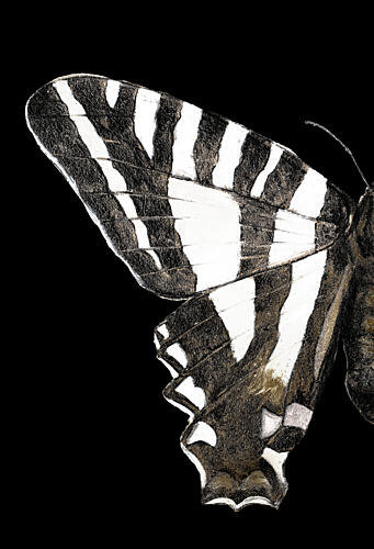 Black and White Butterfly Wing I Art Print