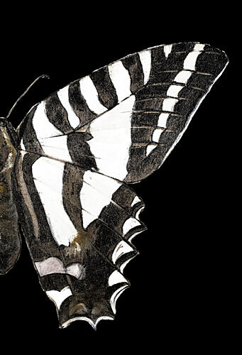 Black and White Butterfly Wing II Art Print