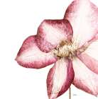 Rouge Plum Flowers I Art Print